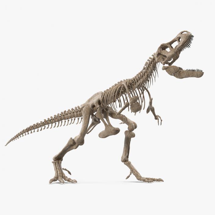 Tyrannosaurus Rex Skeleton Fossil Standing Pose 3D