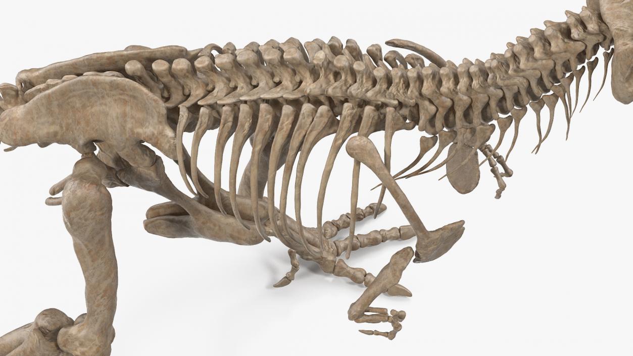 Tyrannosaurus Rex Skeleton Fossil Standing Pose 3D