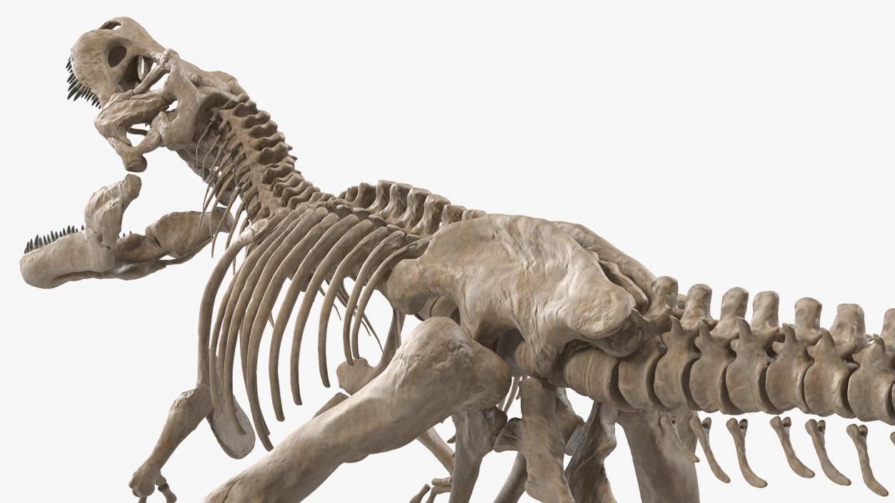 Tyrannosaurus Rex Skeleton Fossil Standing Pose 3D