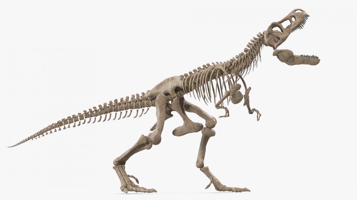 Tyrannosaurus Rex Skeleton Fossil Standing Pose 3D