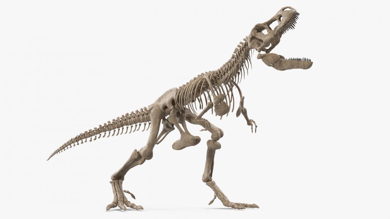 Tyrannosaurus Rex Skeleton Fossil Standing Pose 3D