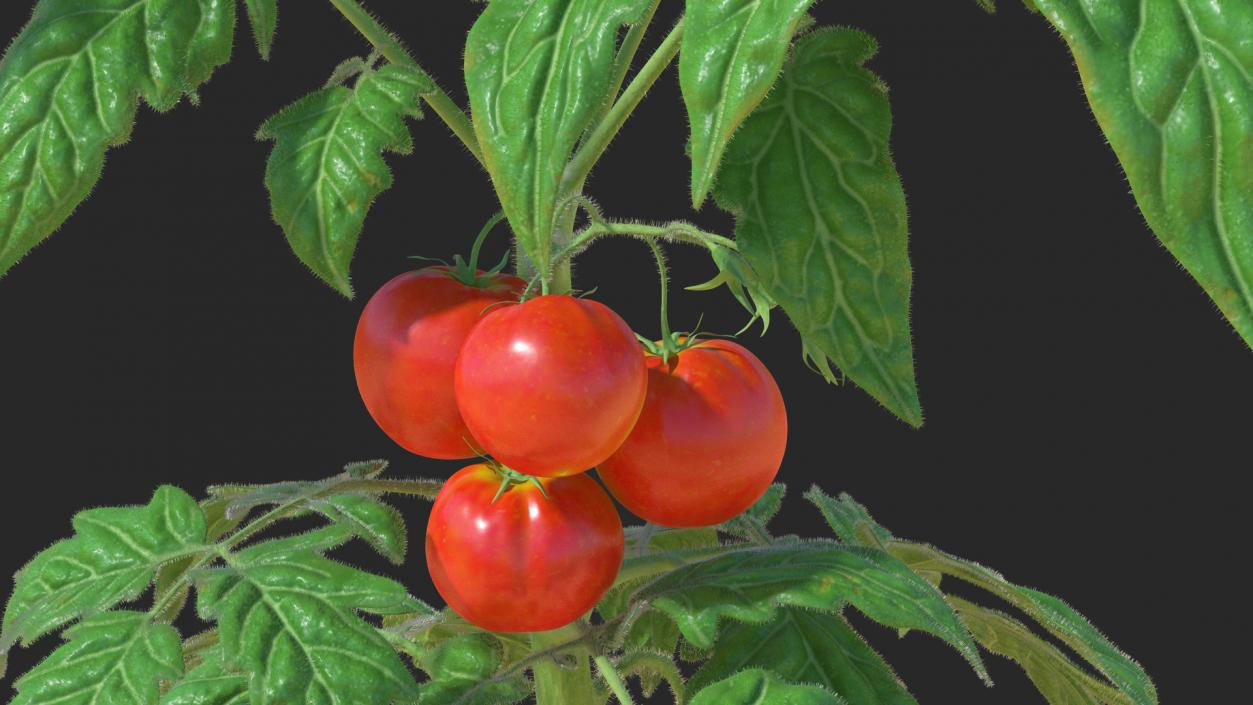 3D Tomato Plant with Fruits and Flowers