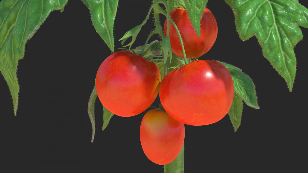 3D Tomato Plant with Fruits and Flowers