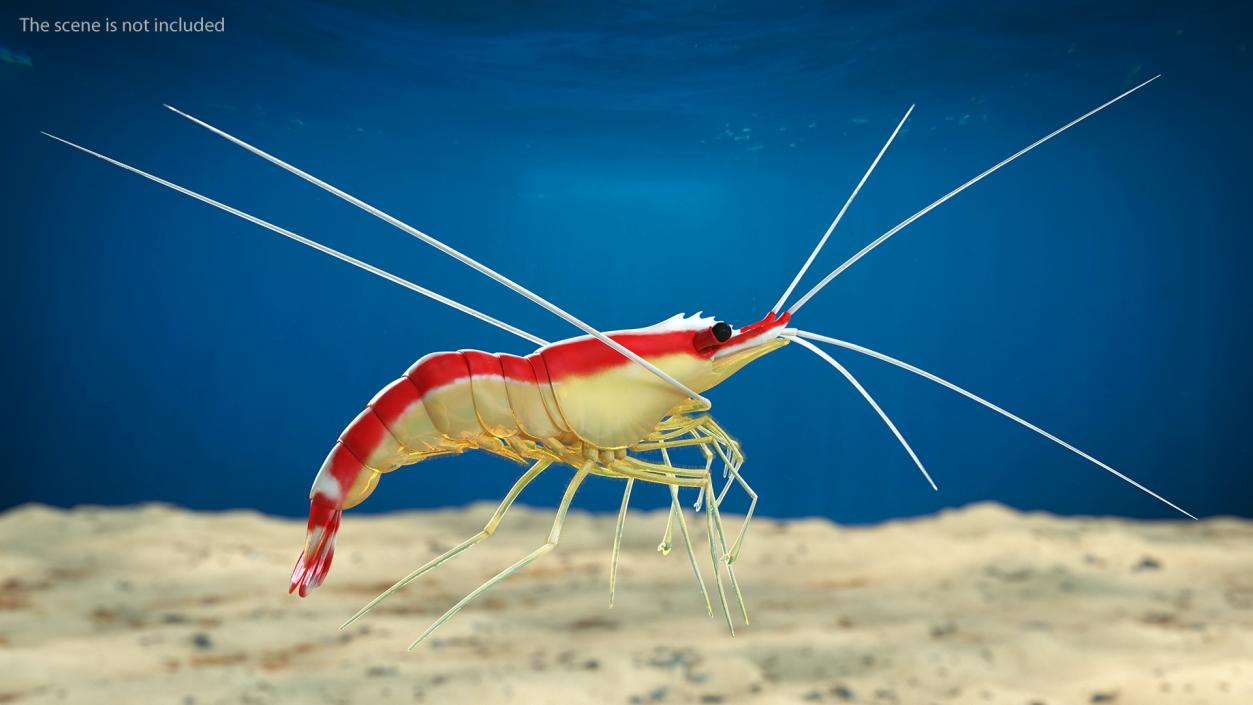 3D White Banded Cleaner Shrimp Fur