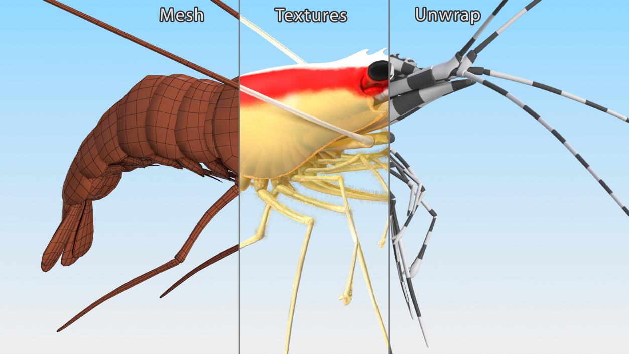 3D White Banded Cleaner Shrimp Fur