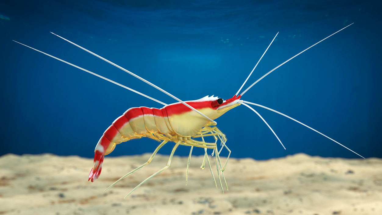 3D White Banded Cleaner Shrimp Fur