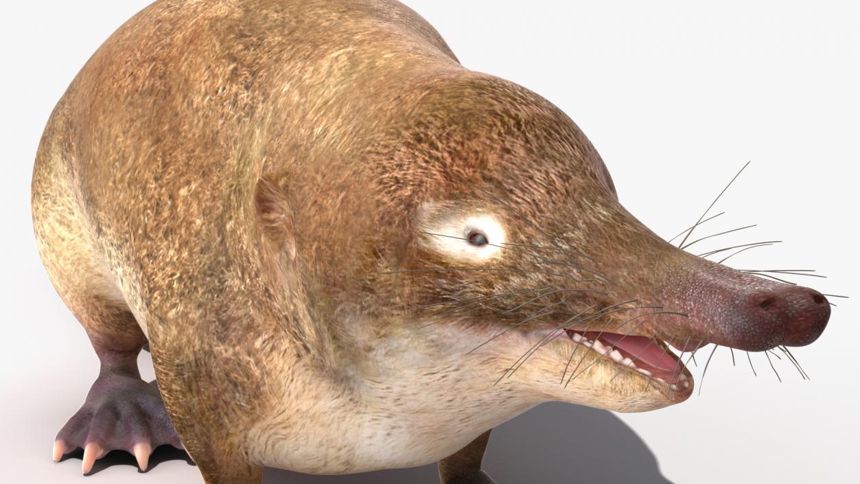 3D Mole-like Mammal Desman model