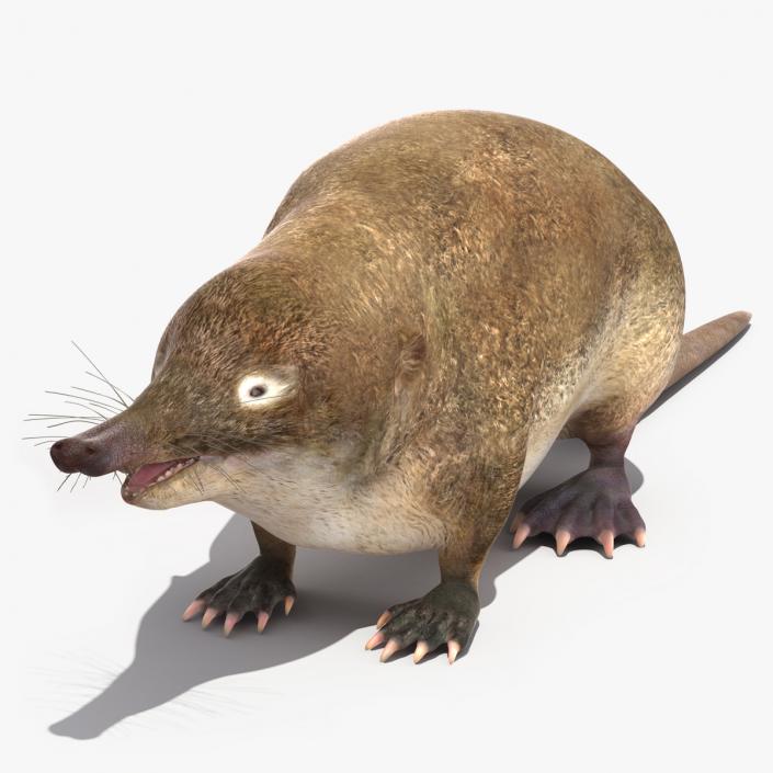 3D Mole-like Mammal Desman model