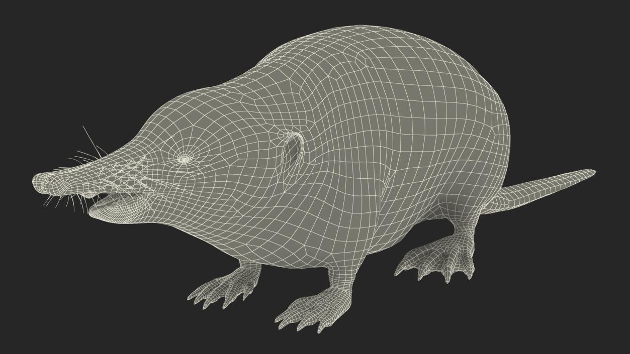 3D Mole-like Mammal Desman model