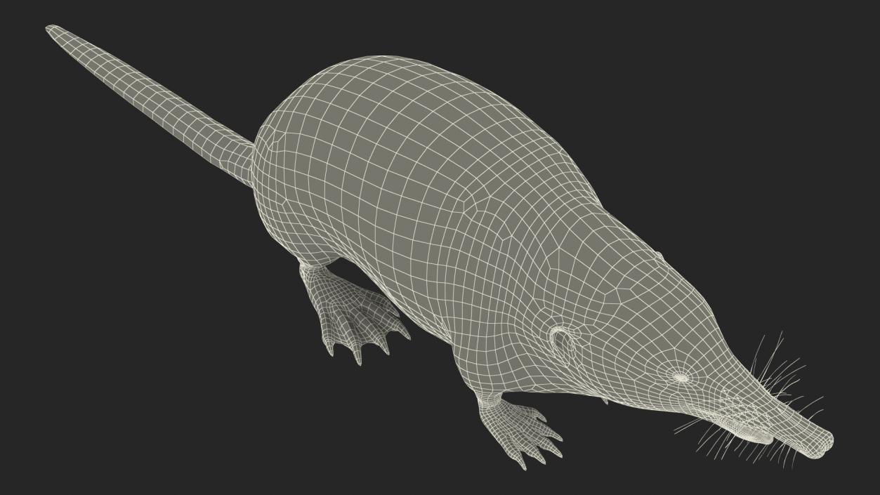 3D Mole-like Mammal Desman model