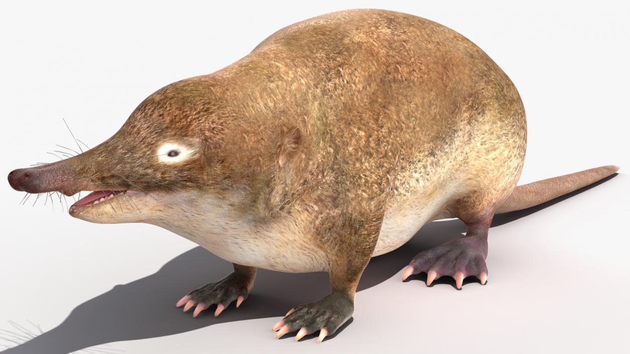 3D Mole-like Mammal Desman model