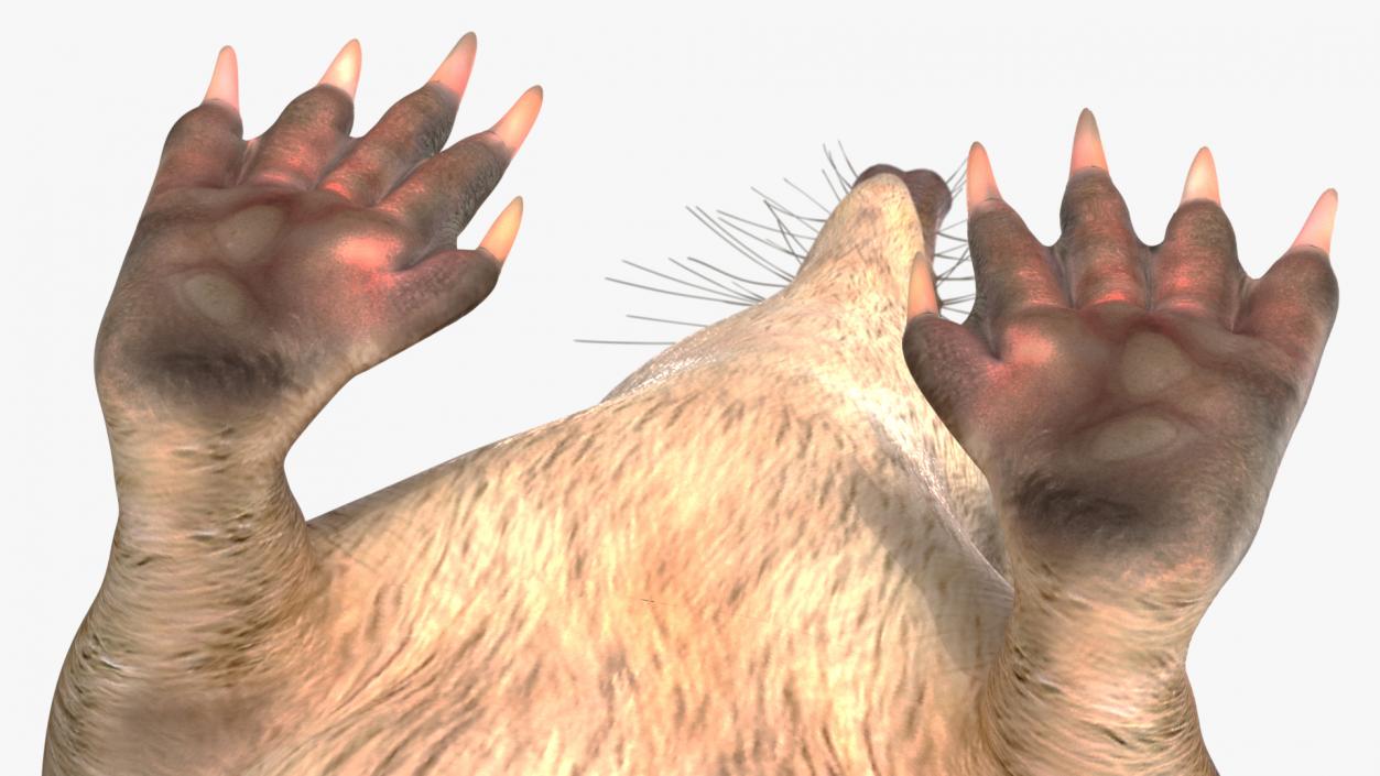 3D Mole-like Mammal Desman model