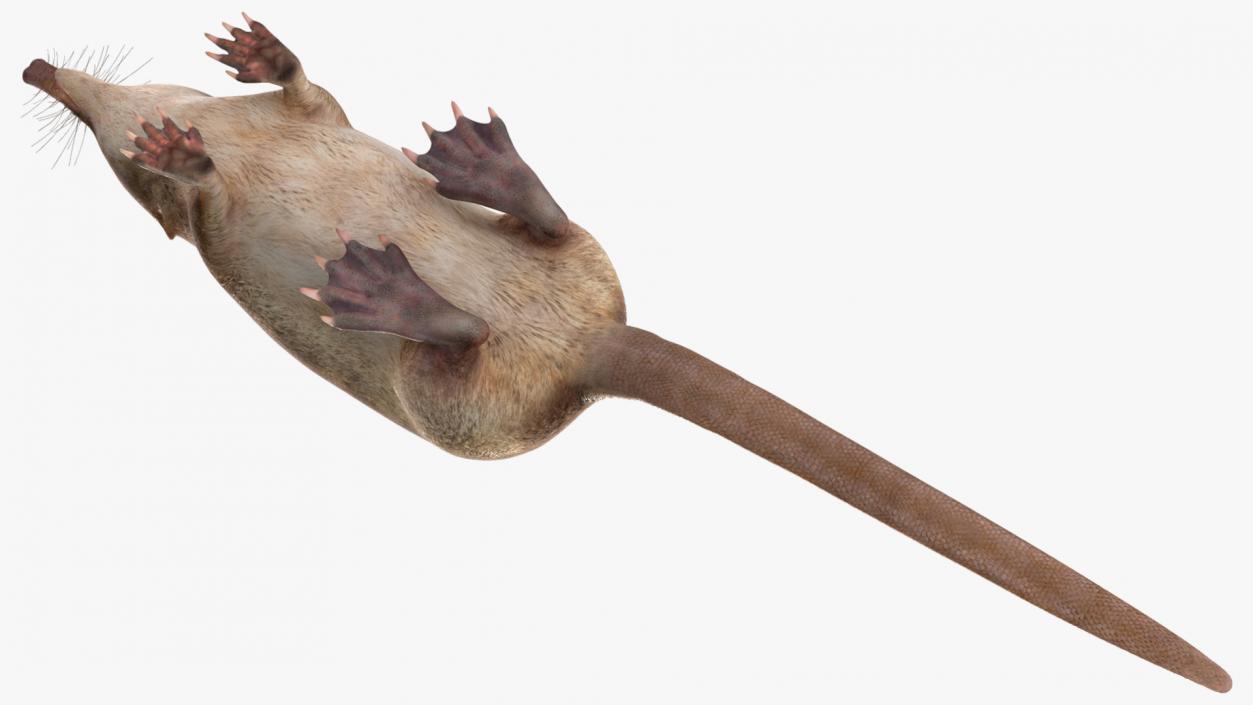 3D Mole-like Mammal Desman model