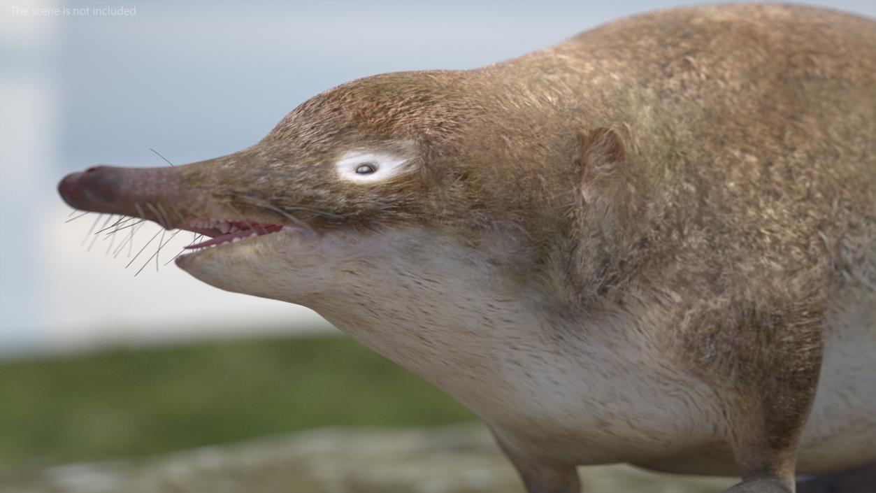 3D Mole-like Mammal Desman model