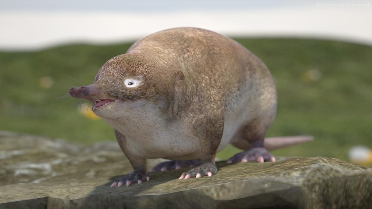 3D Mole-like Mammal Desman model