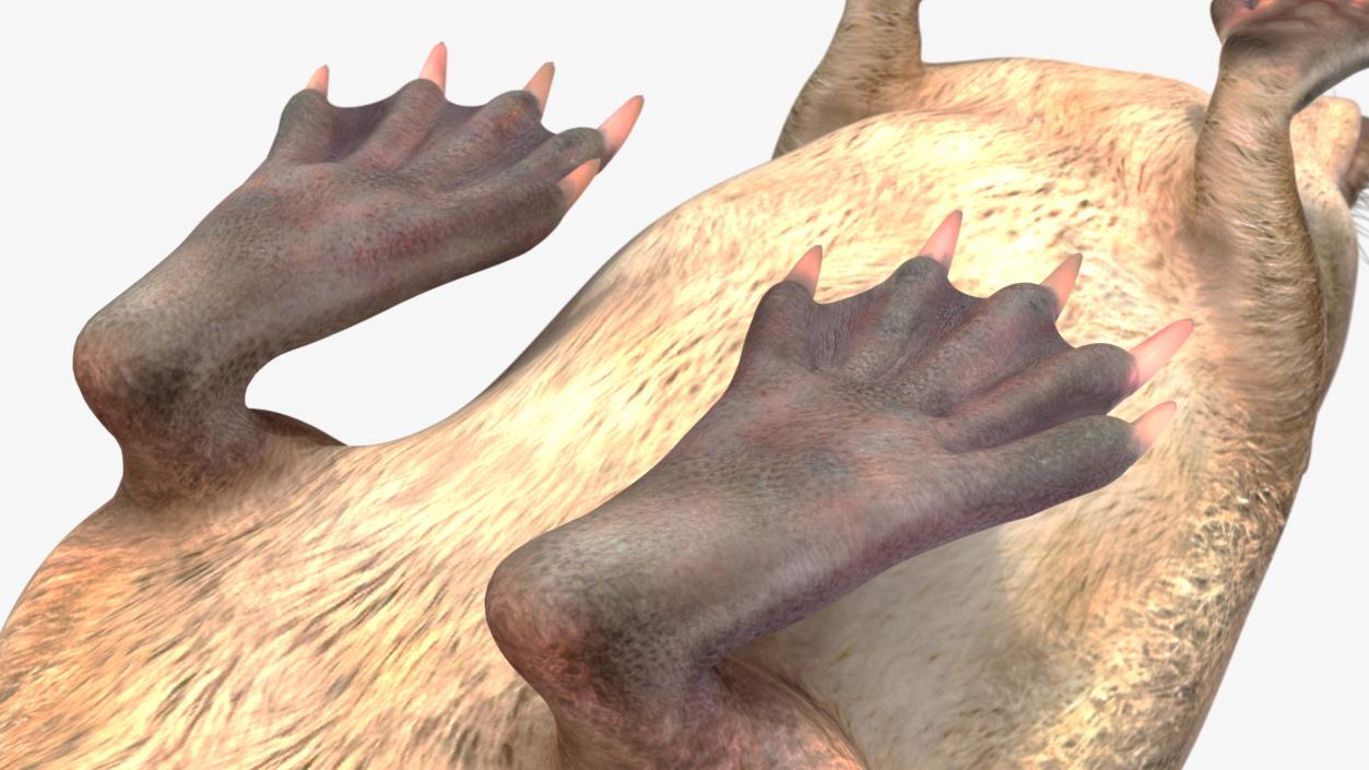 3D Mole-like Mammal Desman model