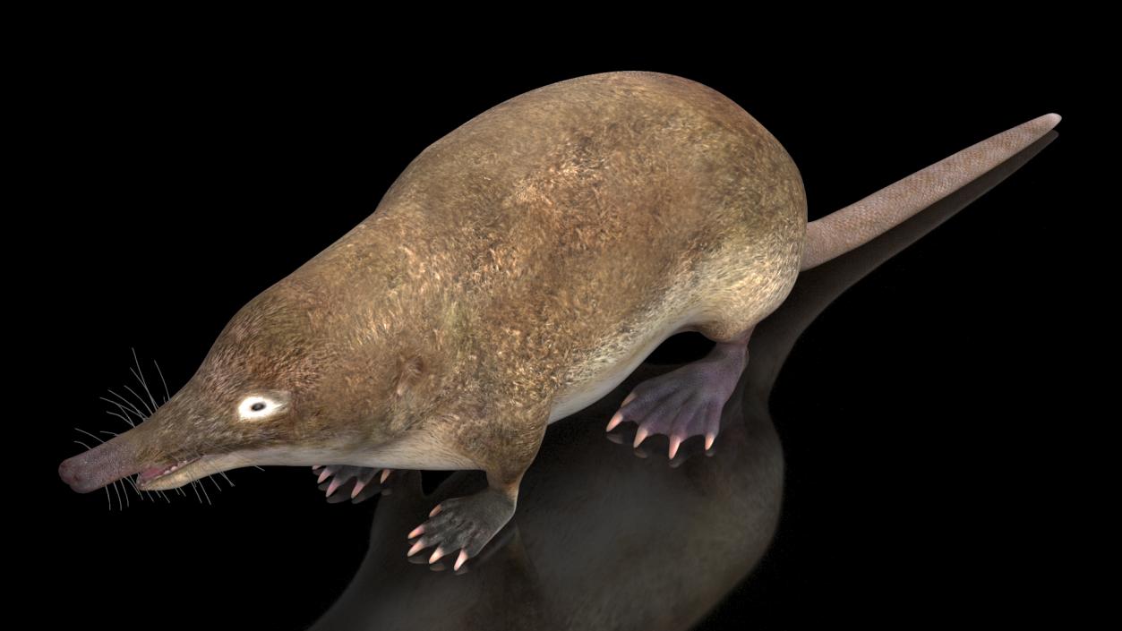 3D Mole-like Mammal Desman model