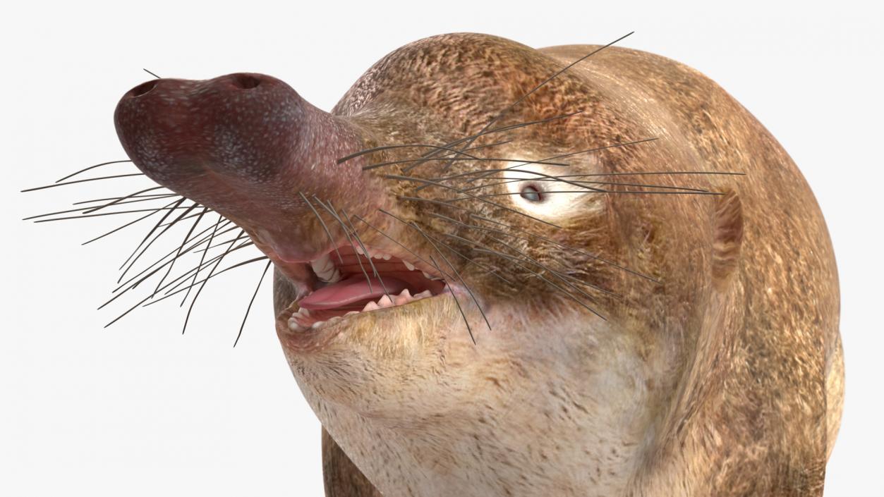 3D Mole-like Mammal Desman model