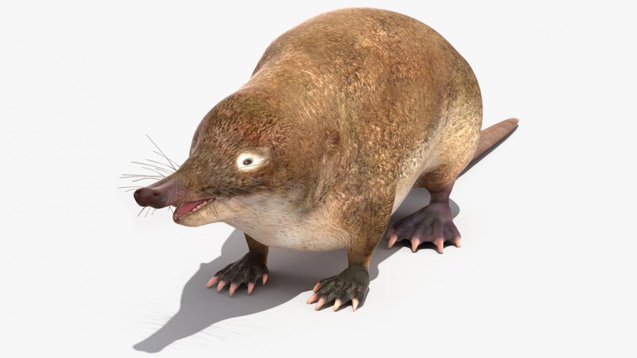 3D Mole-like Mammal Desman model