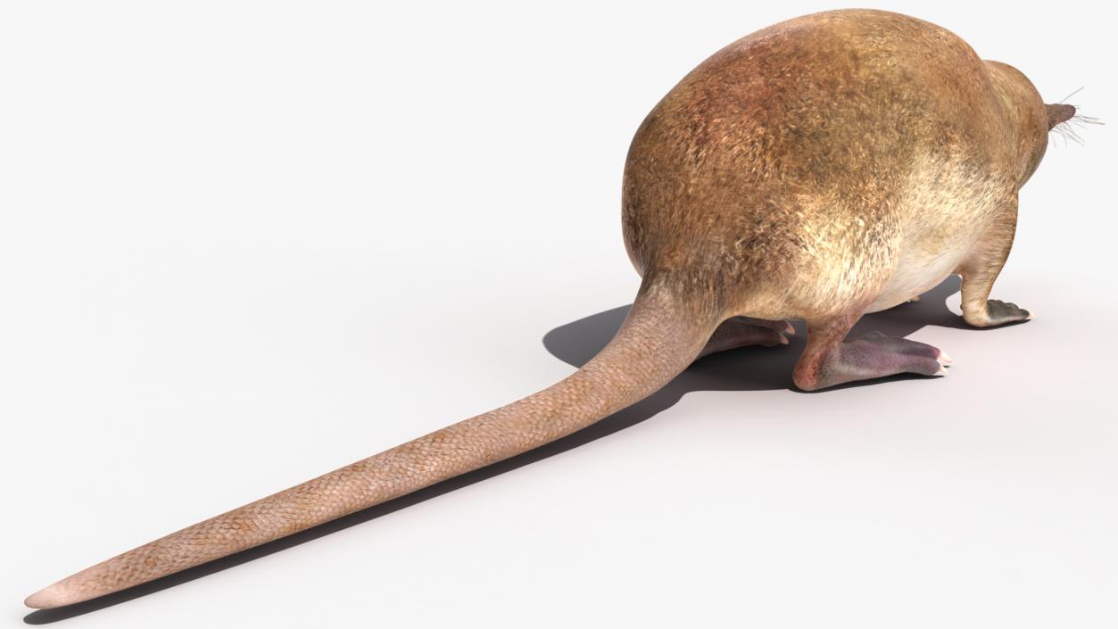 3D Mole-like Mammal Desman model