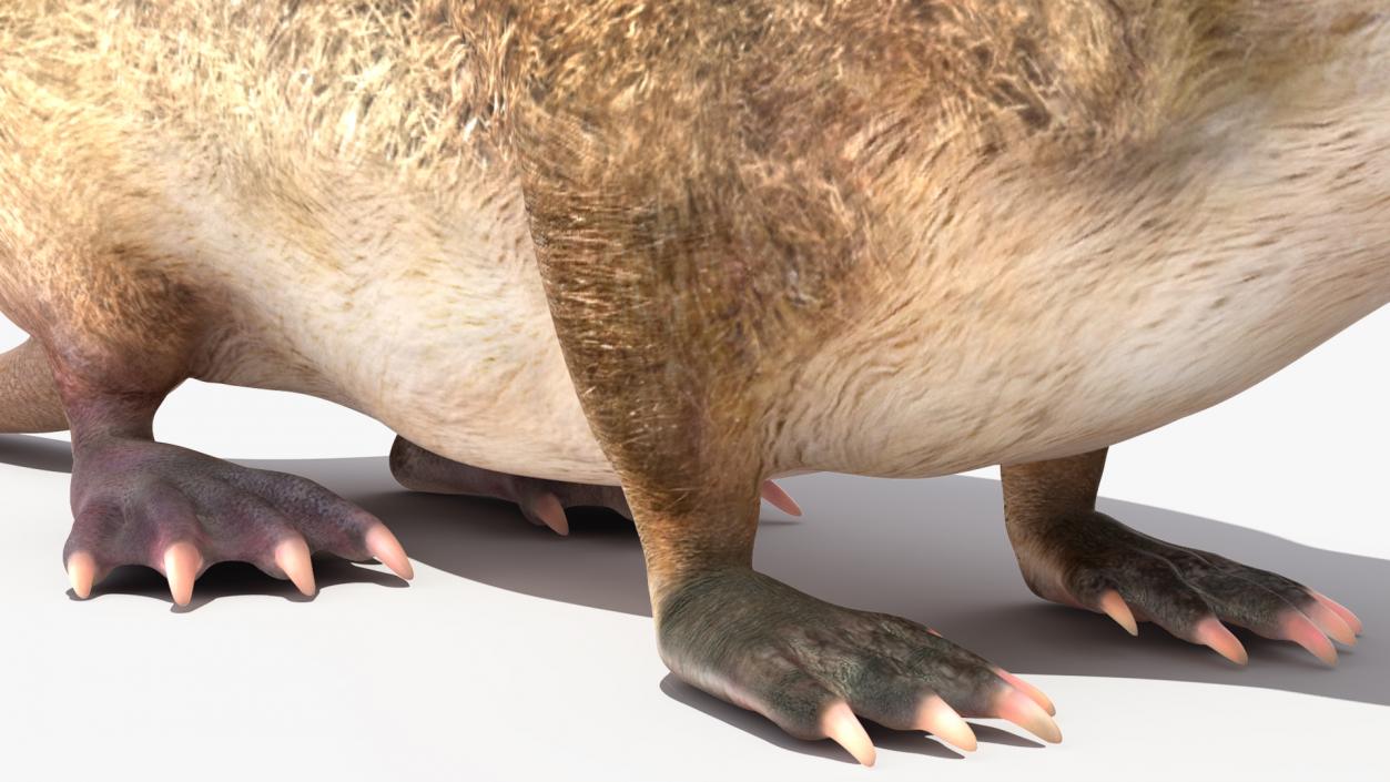 3D Mole-like Mammal Desman model