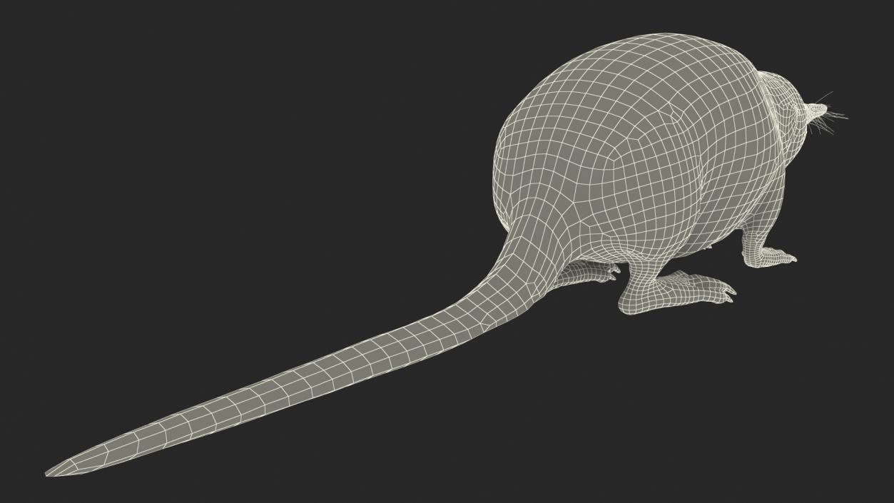 3D Mole-like Mammal Desman model