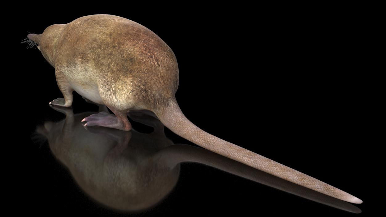 3D Mole-like Mammal Desman model