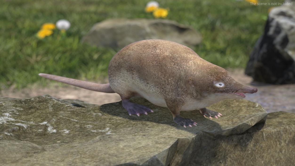 3D Mole-like Mammal Desman model