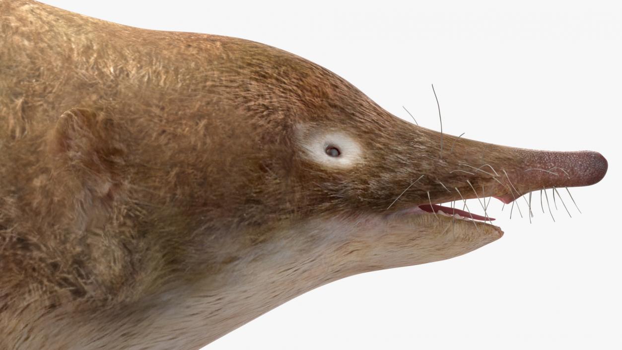 3D Mole-like Mammal Desman model