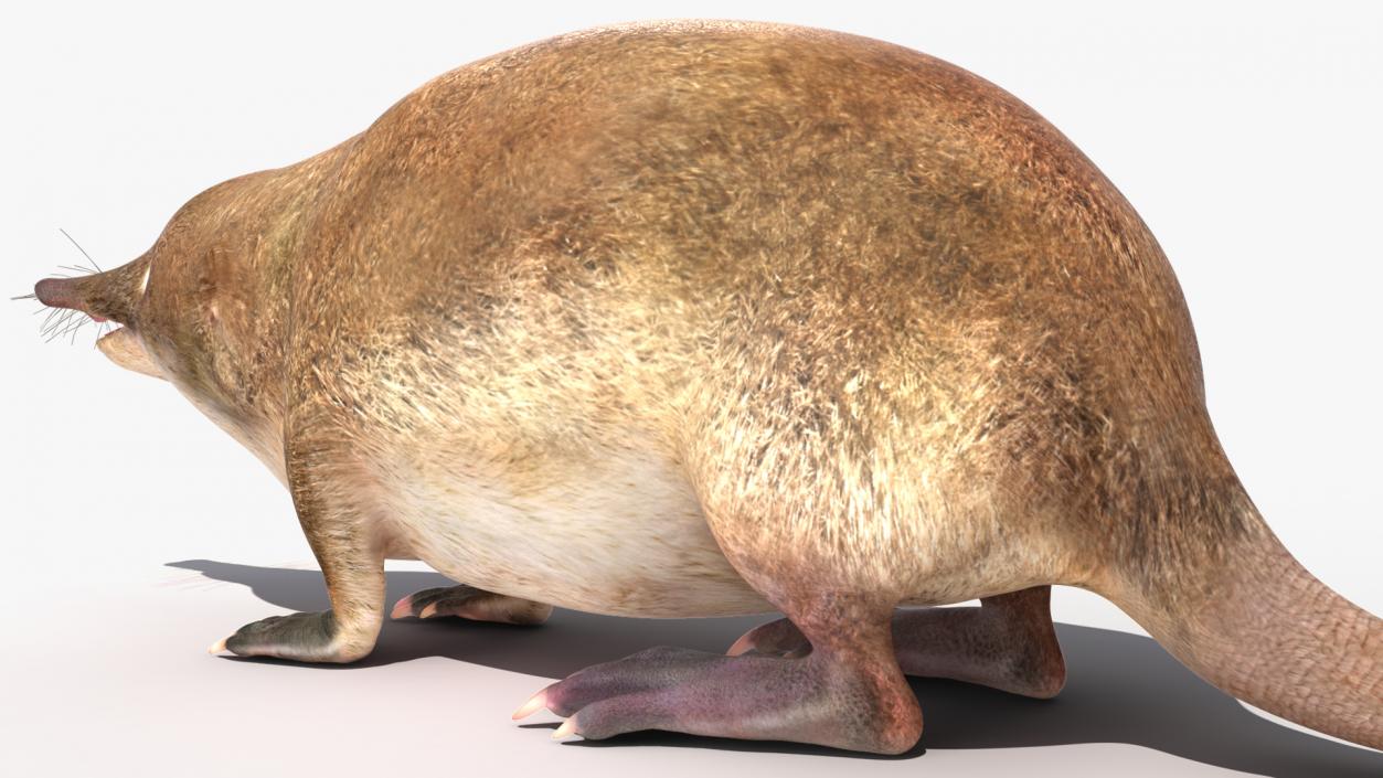 3D Mole-like Mammal Desman model