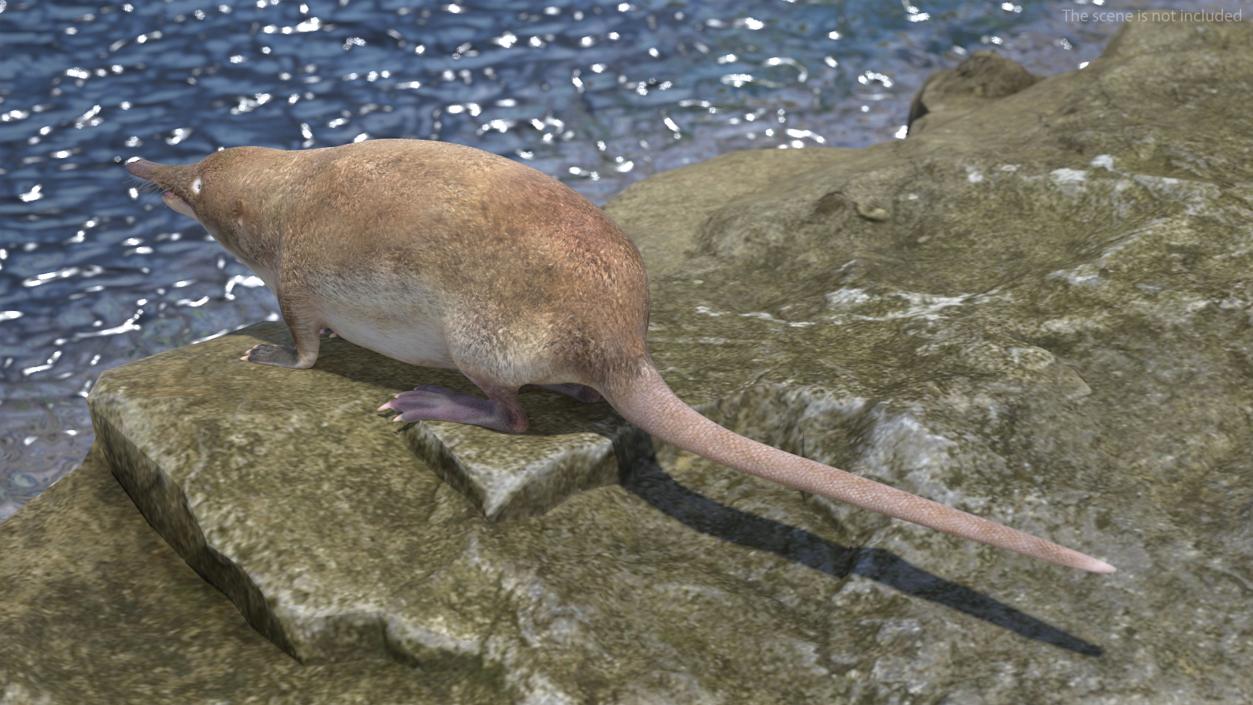 3D Mole-like Mammal Desman model