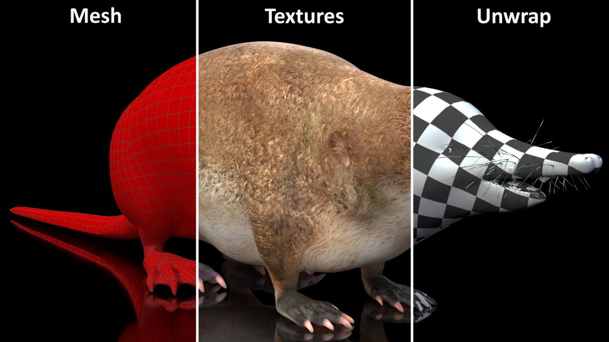 3D Mole-like Mammal Desman model