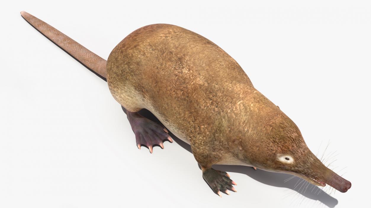 3D Mole-like Mammal Desman model