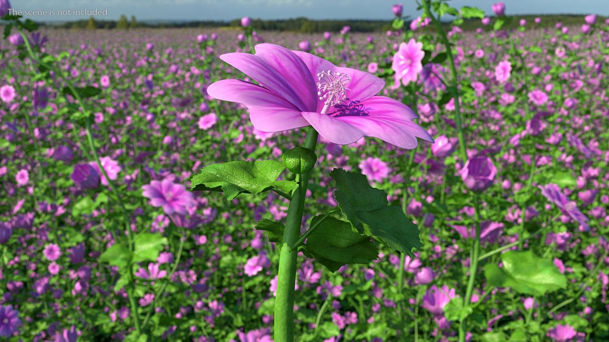 Mallow Plant 3D