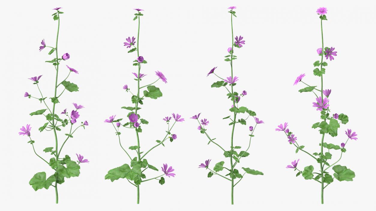 Mallow Plant 3D