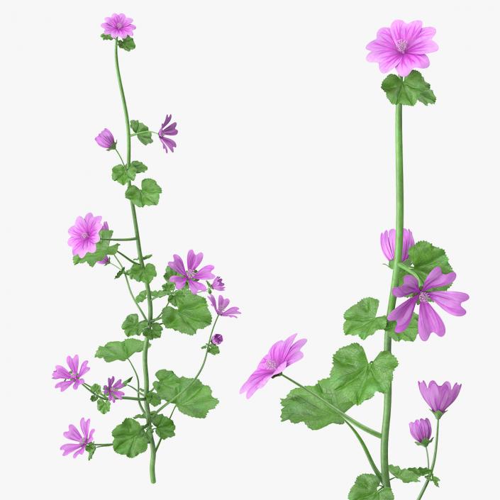 Mallow Plant 3D