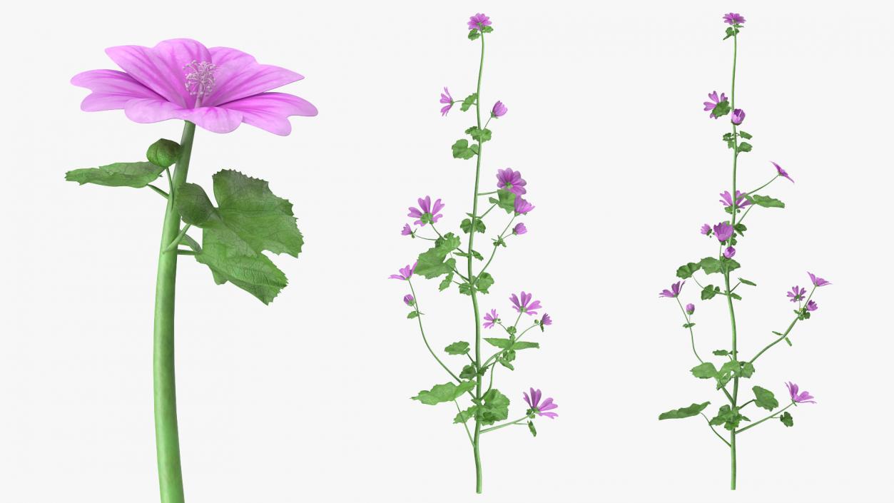 Mallow Plant 3D