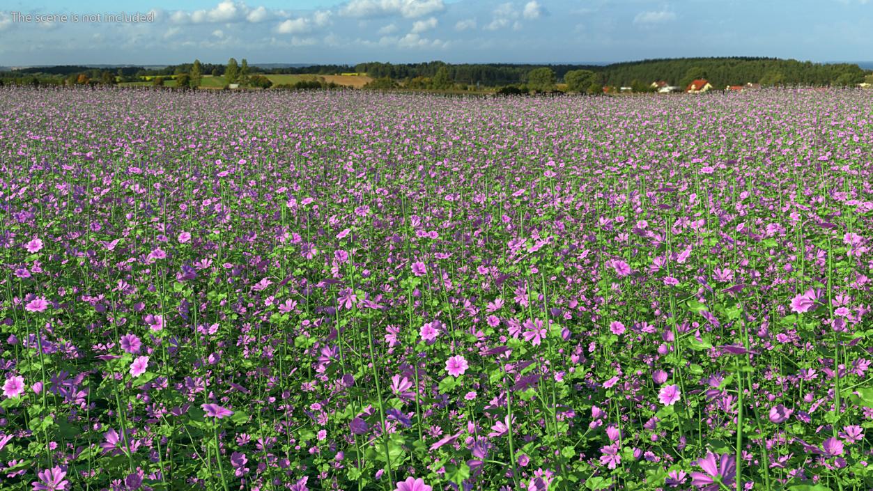 Mallow Plant 3D