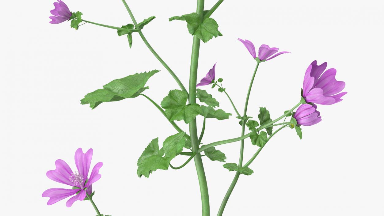 Mallow Plant 3D