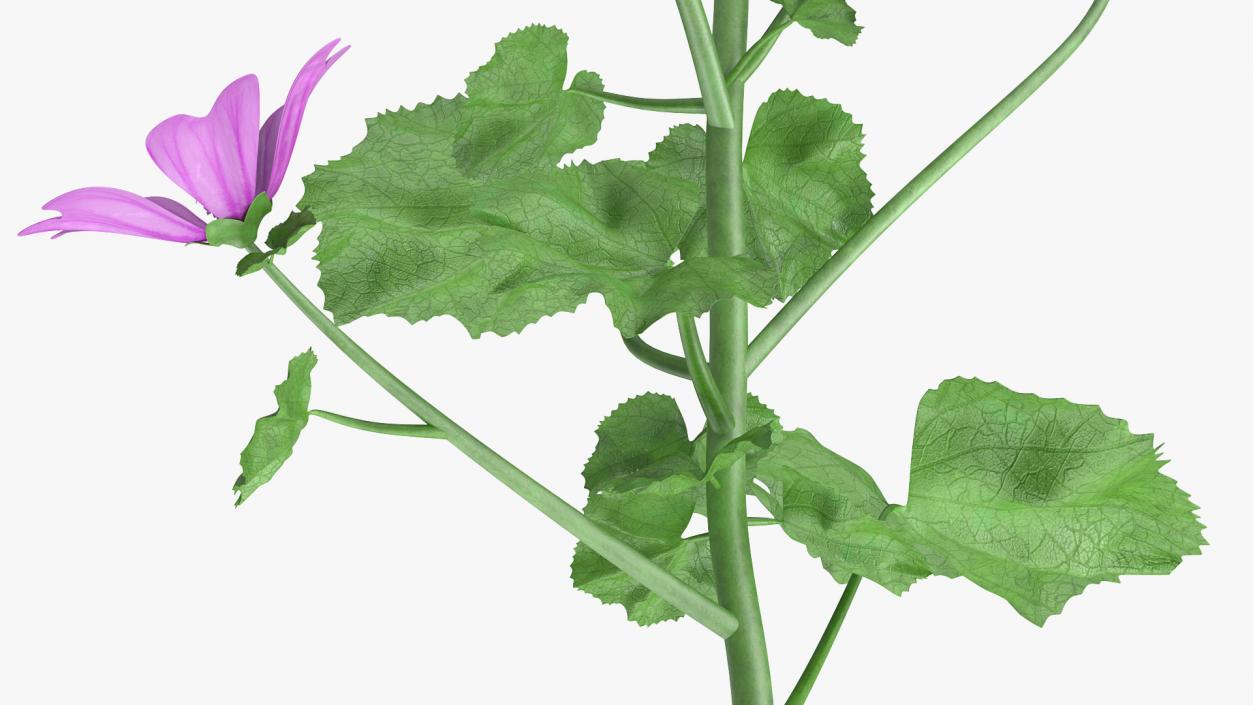 Mallow Plant 3D