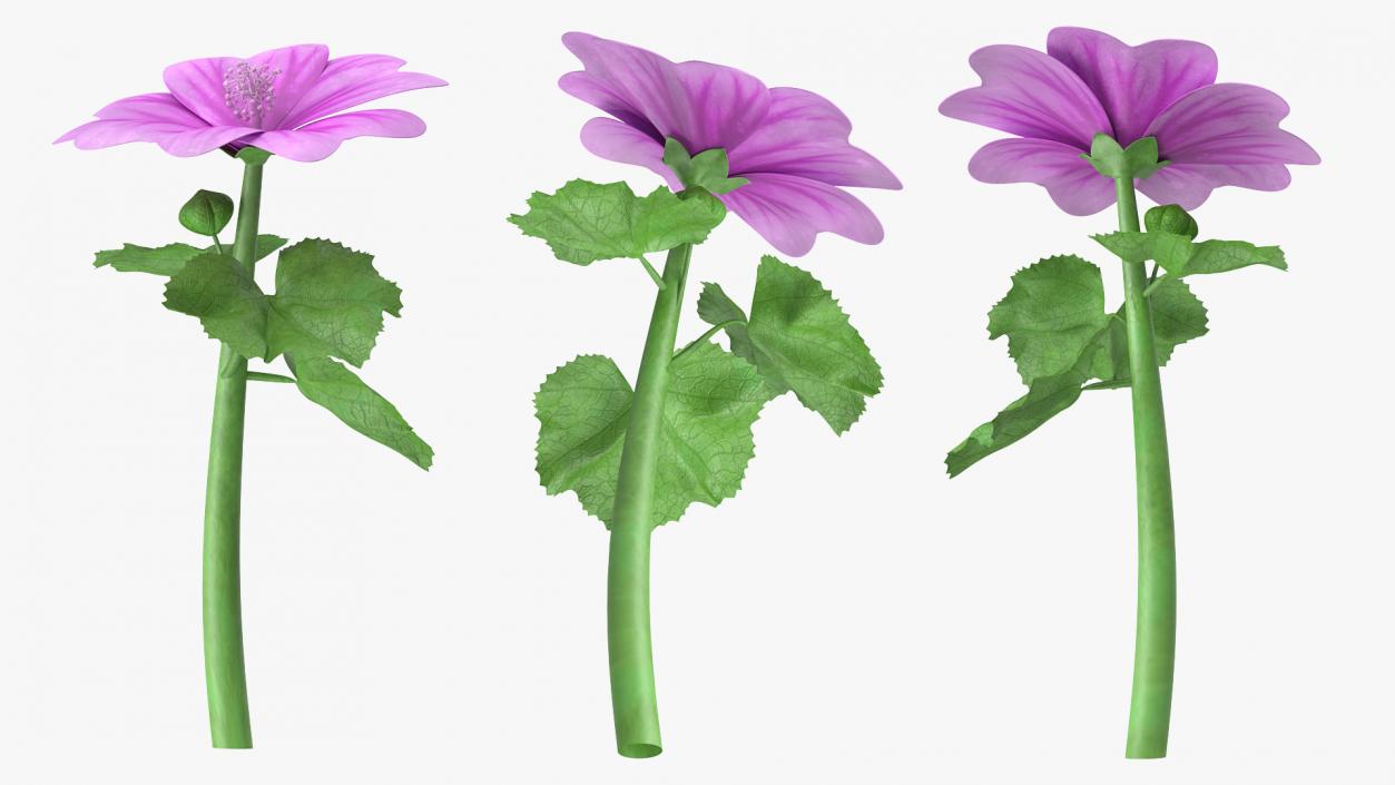 Mallow Plant 3D