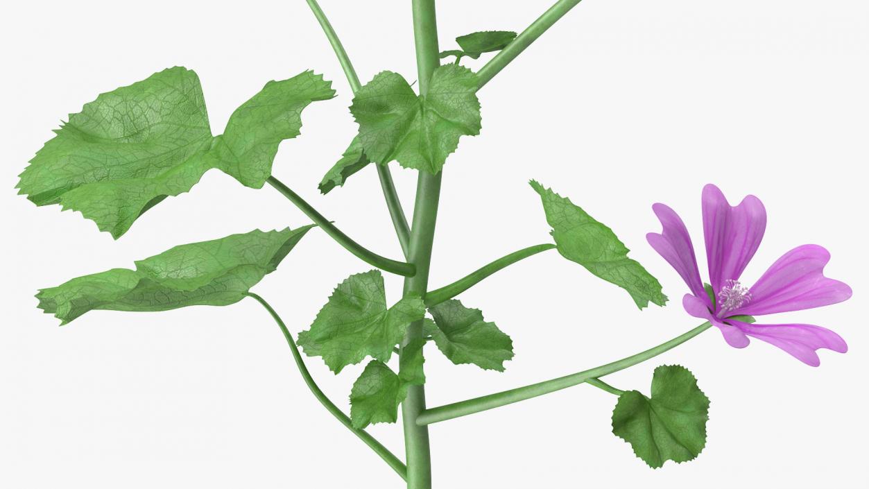 Mallow Plant 3D