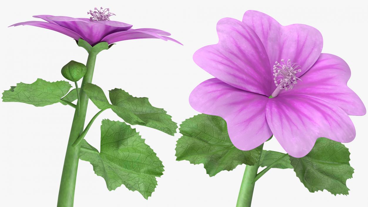 Mallow Plant 3D