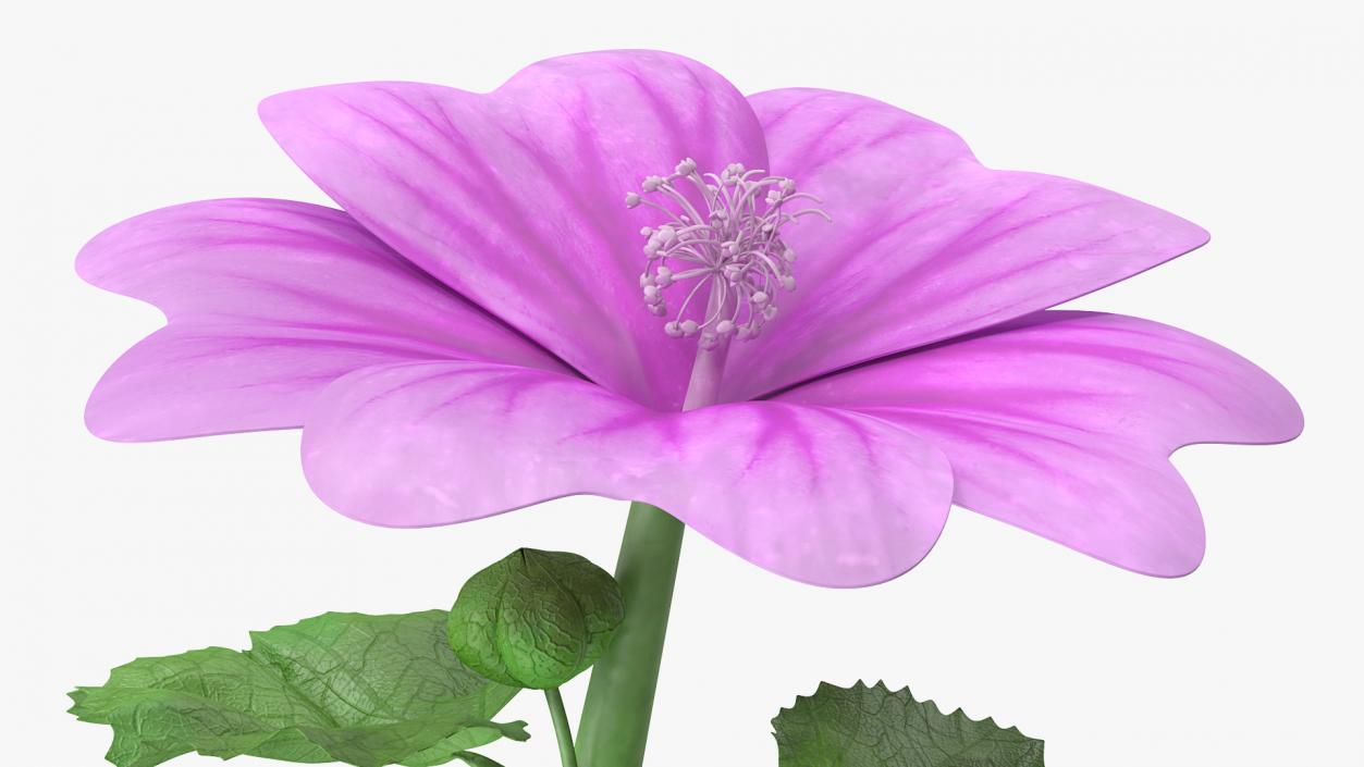 Mallow Plant 3D