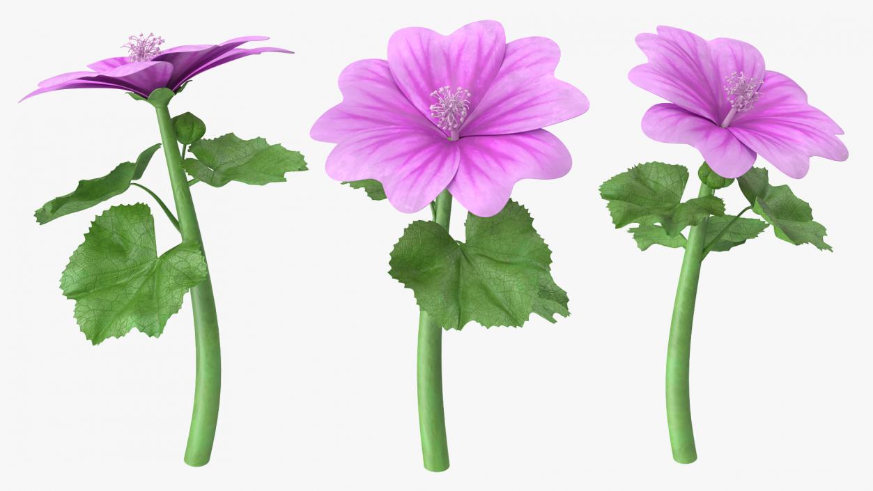 Mallow Plant 3D