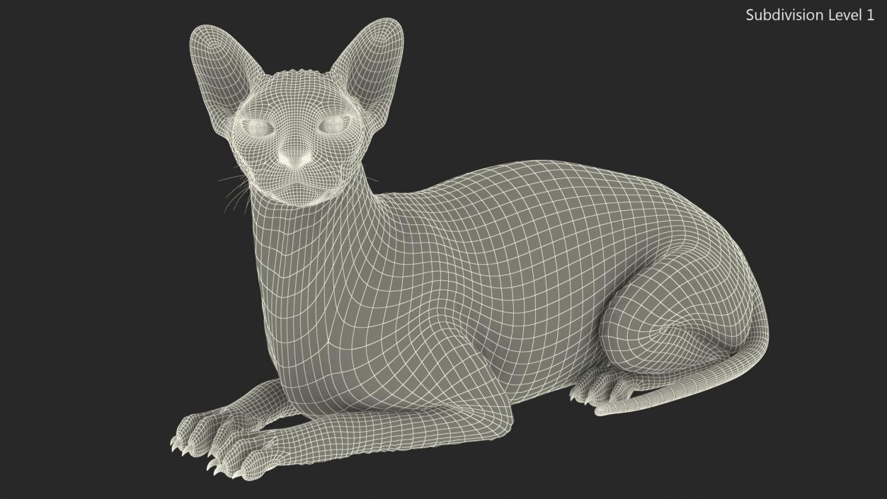 Dark Cream Sphynx Cat Lying Pose 3D