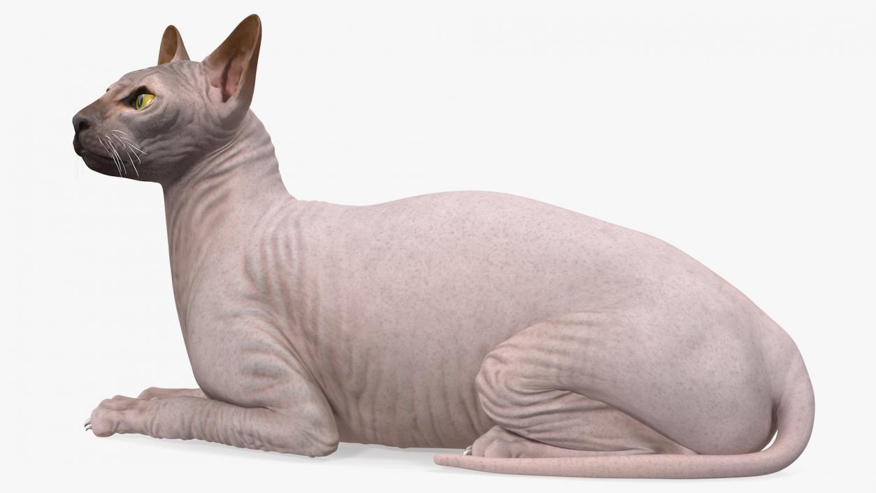 Dark Cream Sphynx Cat Lying Pose 3D