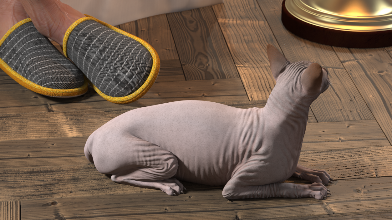 Dark Cream Sphynx Cat Lying Pose 3D