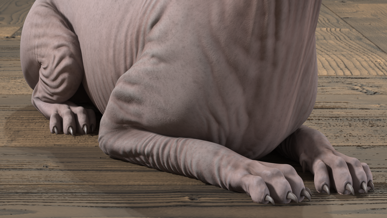 Dark Cream Sphynx Cat Lying Pose 3D