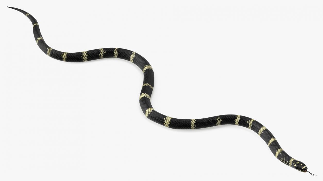 3D Eastern Kingsnake Rigged for Maya model